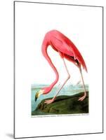 American Flamingo, 1834-John James Audubon-Mounted Giclee Print