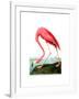 American Flamingo, 1834-John James Audubon-Framed Giclee Print