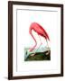 American Flamingo, 1834-John James Audubon-Framed Giclee Print