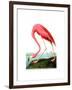 American Flamingo, 1834-John James Audubon-Framed Giclee Print