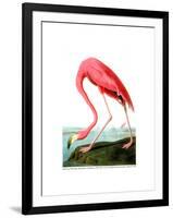 American Flamingo, 1834-John James Audubon-Framed Giclee Print