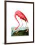American Flamingo, 1834-John James Audubon-Framed Giclee Print
