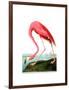 American Flamingo, 1834-John James Audubon-Framed Giclee Print