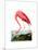 American Flamingo, 1834-John James Audubon-Mounted Giclee Print