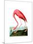 American Flamingo, 1834-John James Audubon-Mounted Giclee Print