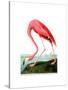 American Flamingo, 1834-John James Audubon-Stretched Canvas