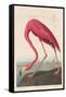 American Flamingo, 1838-John James Audubon-Framed Stretched Canvas