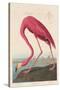 American Flamingo, 1838-John James Audubon-Stretched Canvas