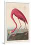 American Flamingo, 1838-John James Audubon-Framed Premium Giclee Print