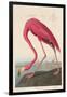 American Flamingo, 1838-John James Audubon-Framed Premium Giclee Print