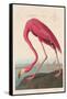 American Flamingo, 1838-John James Audubon-Framed Stretched Canvas
