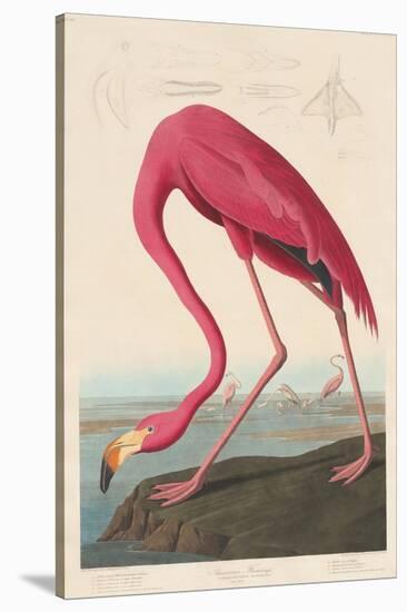 American Flamingo, 1838-John James Audubon-Stretched Canvas