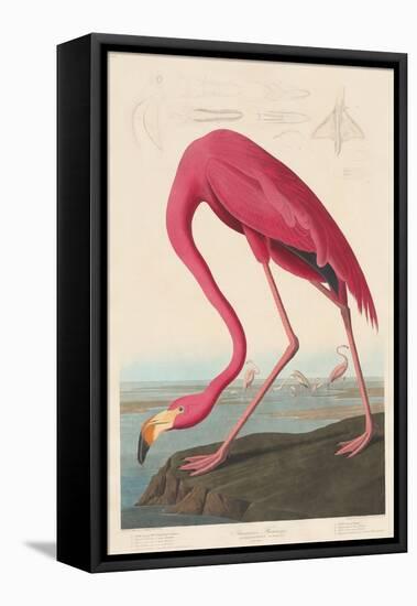 American Flamingo, 1838-John James Audubon-Framed Stretched Canvas