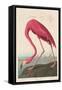 American Flamingo, 1838-John James Audubon-Framed Stretched Canvas