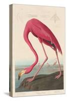 American Flamingo, 1838-John James Audubon-Stretched Canvas