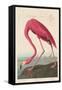 American Flamingo, 1838-John James Audubon-Framed Stretched Canvas