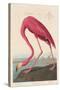 American Flamingo, 1838-John James Audubon-Stretched Canvas