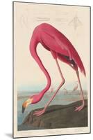 American Flamingo, 1838-John James Audubon-Mounted Giclee Print