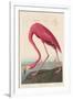 American Flamingo, 1838-John James Audubon-Framed Giclee Print