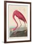 American Flamingo, 1838-John James Audubon-Framed Giclee Print