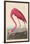 American Flamingo, 1838-John James Audubon-Framed Giclee Print