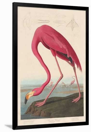 American Flamingo, 1838-John James Audubon-Framed Giclee Print