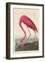 American Flamingo, 1838-John James Audubon-Framed Premium Giclee Print