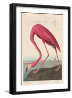 American Flamingo, 1838-John James Audubon-Framed Premium Giclee Print