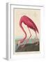 American Flamingo, 1838-John James Audubon-Framed Premium Giclee Print