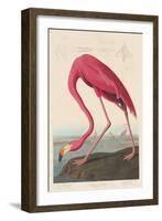 American Flamingo, 1838-John James Audubon-Framed Giclee Print