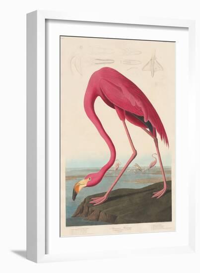 American Flamingo, 1838-John James Audubon-Framed Giclee Print