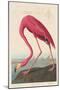 American Flamingo, 1838-John James Audubon-Mounted Giclee Print