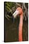 American Flamingo Bird, Gatorland Orlando, Florida, USA-Michael DeFreitas-Stretched Canvas