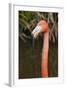 American Flamingo Bird, Gatorland Orlando, Florida, USA-Michael DeFreitas-Framed Photographic Print