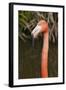 American Flamingo Bird, Gatorland Orlando, Florida, USA-Michael DeFreitas-Framed Photographic Print