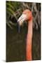 American Flamingo Bird, Gatorland Orlando, Florida, USA-Michael DeFreitas-Mounted Photographic Print