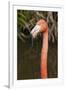 American Flamingo Bird, Gatorland Orlando, Florida, USA-Michael DeFreitas-Framed Photographic Print