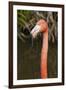 American Flamingo Bird, Gatorland Orlando, Florida, USA-Michael DeFreitas-Framed Photographic Print