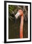 American Flamingo Bird, Gatorland Orlando, Florida, USA-Michael DeFreitas-Framed Photographic Print