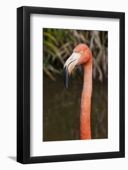 American Flamingo Bird, Gatorland Orlando, Florida, USA-Michael DeFreitas-Framed Photographic Print