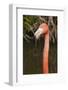 American Flamingo Bird, Gatorland Orlando, Florida, USA-Michael DeFreitas-Framed Photographic Print