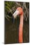 American Flamingo Bird, Gatorland Orlando, Florida, USA-Michael DeFreitas-Mounted Photographic Print