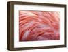 American Flamingo feather pattern-Adam Jones-Framed Photographic Print