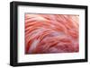 American Flamingo feather pattern-Adam Jones-Framed Photographic Print