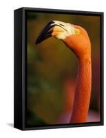 American Flamingo, Florida, USA-Art Wolfe-Framed Stretched Canvas