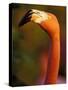 American Flamingo, Florida, USA-Art Wolfe-Stretched Canvas