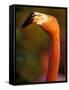 American Flamingo, Florida, USA-Art Wolfe-Framed Stretched Canvas