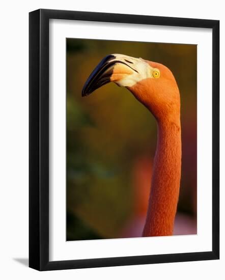 American Flamingo, Florida, USA-Art Wolfe-Framed Photographic Print