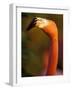 American Flamingo, Florida, USA-Art Wolfe-Framed Photographic Print