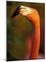 American Flamingo, Florida, USA-Art Wolfe-Mounted Photographic Print